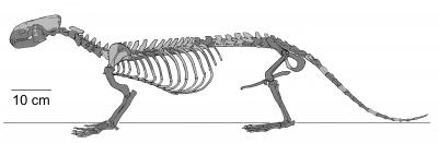 Puijila darwini Skeleton NUFV 405 Holotype